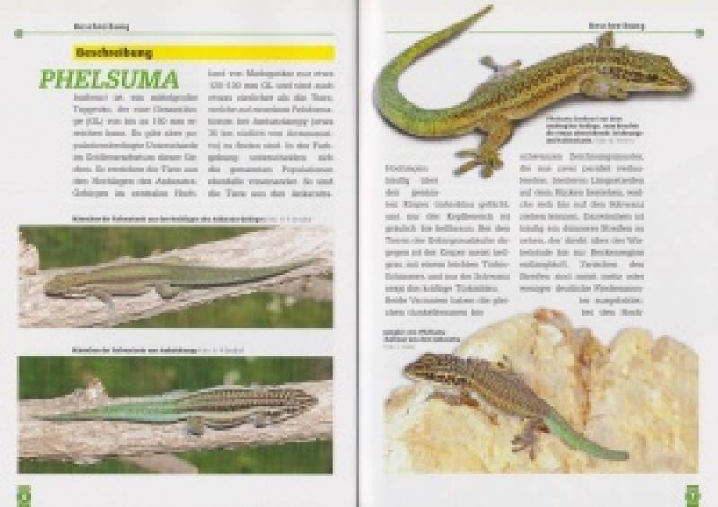 Der Gebirgstaggecko